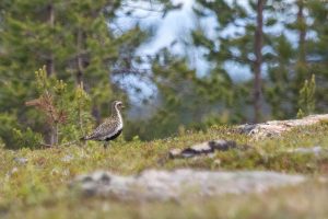 Kapustarinta, Akupää, Inari