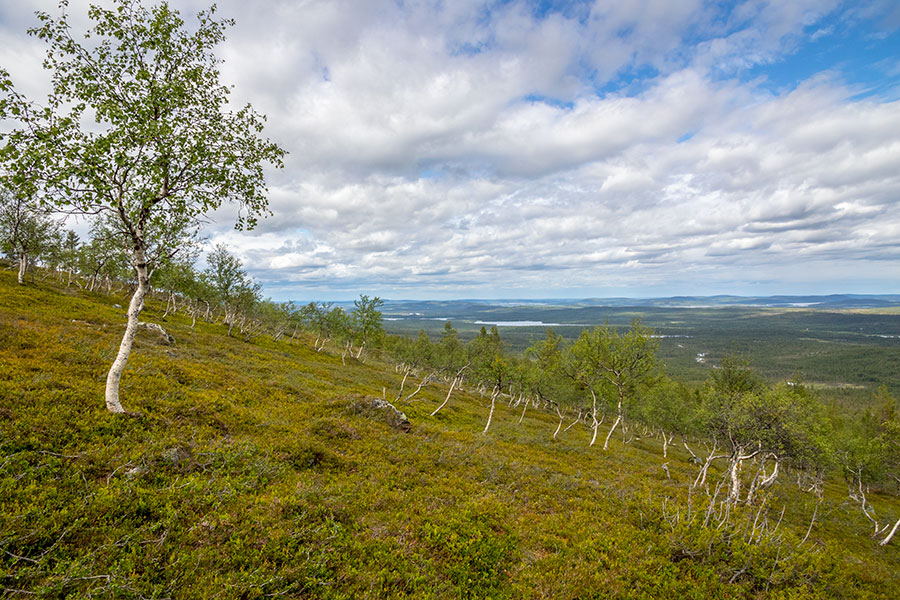 Akupää, Inari