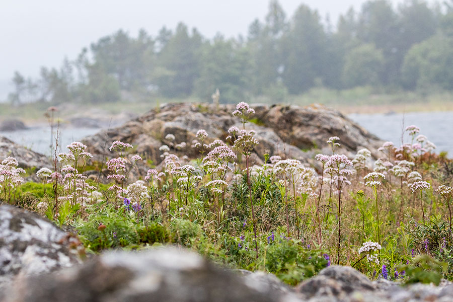 Sälgrund, Kaskinen 