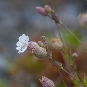 Sälgrund, Kaskinen 