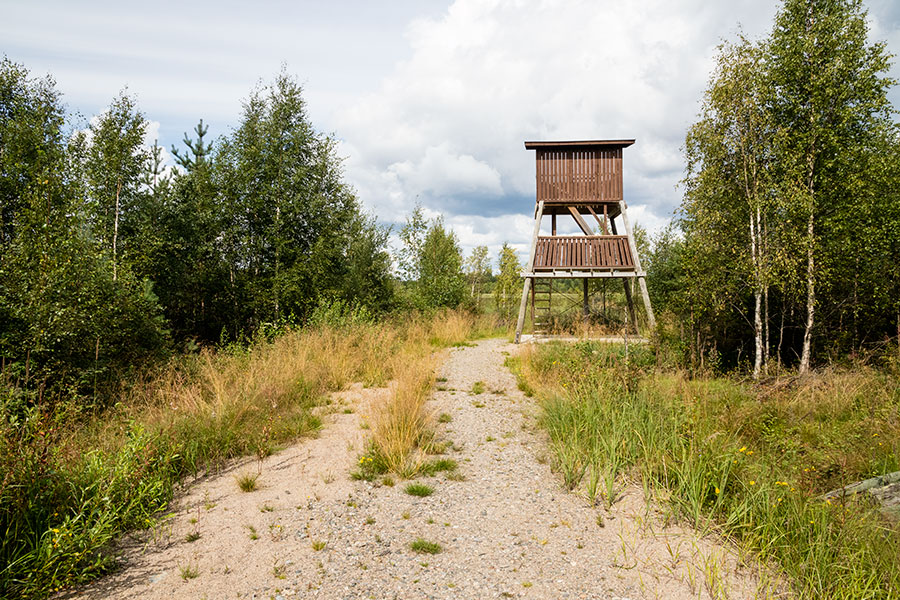 Saarisuon kosteikko, Viitasaari