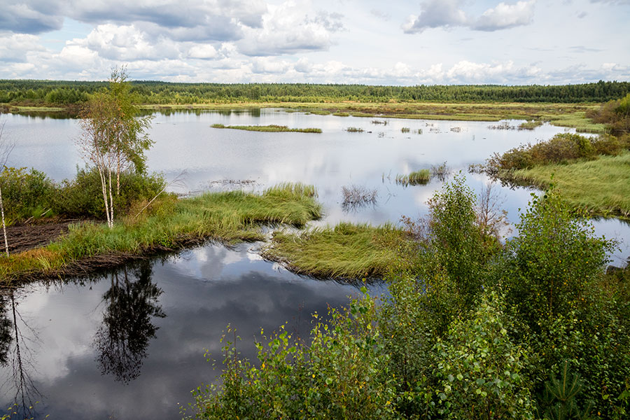 Saarisuon kosteikko, Viitasaari