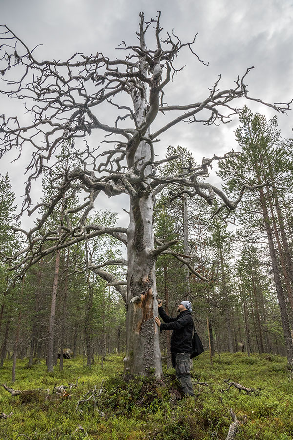 Juppuravaara, Inari