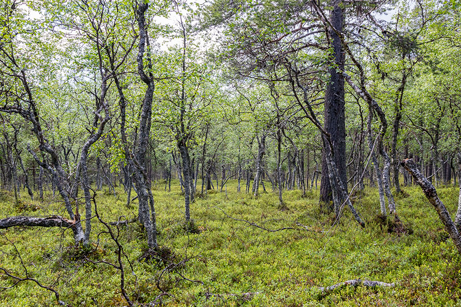 Juppuravaara, Inari