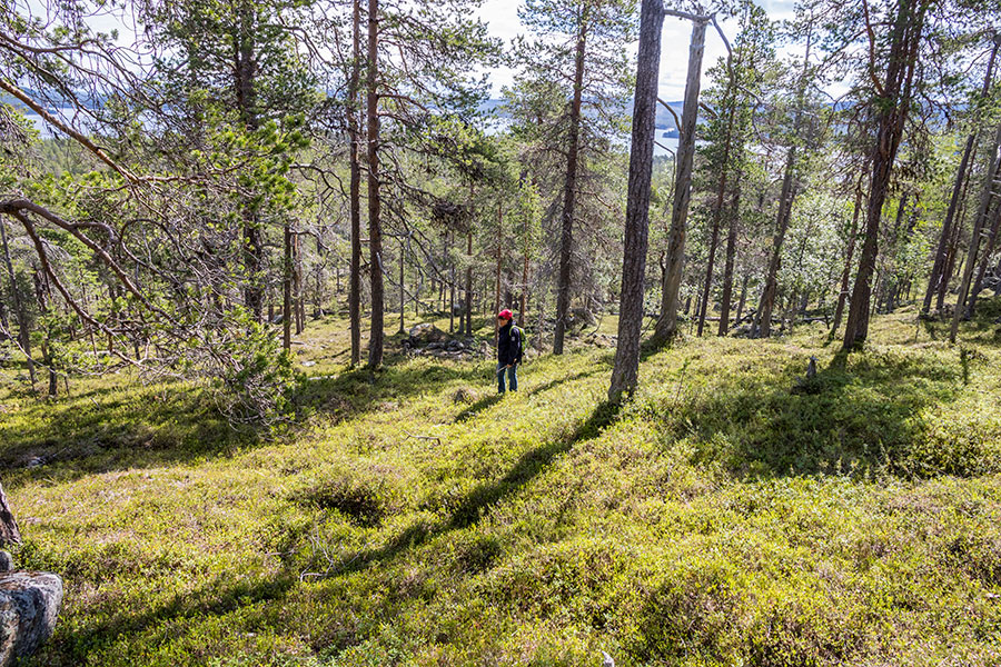 Kalkuselkä, Inari