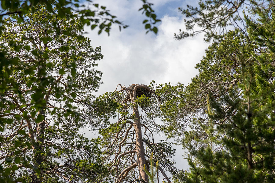 Piekanan pesä, Kalkuselkä, Inari