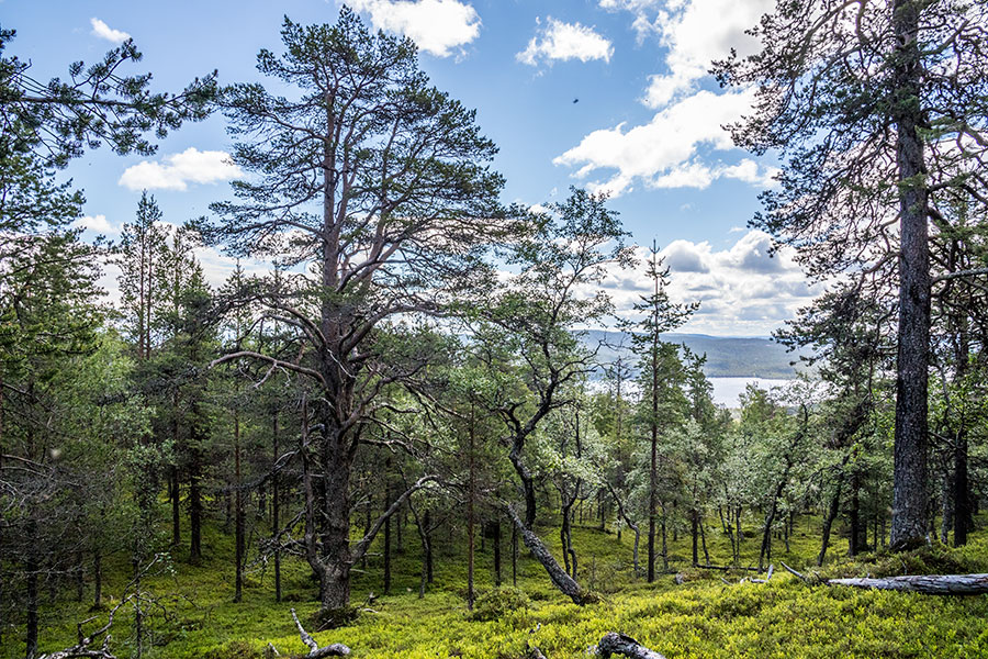 Kalkuselkä, Inari