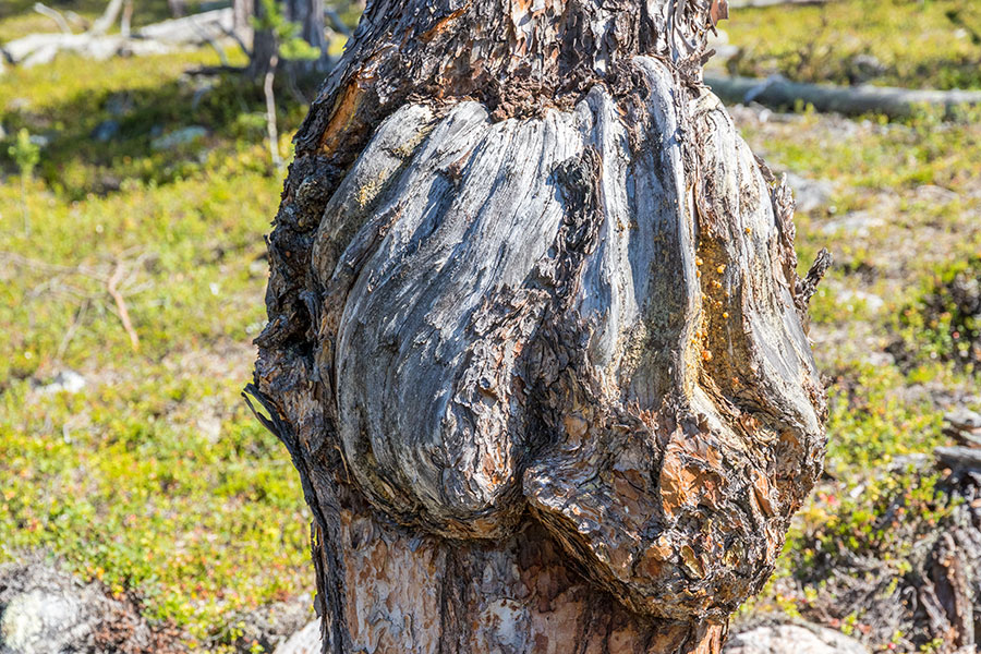 Martintupavaaran kuru, Inari