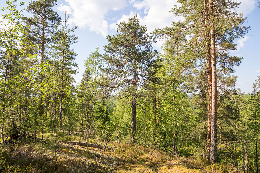 Pilkkavuori, Leppävirta