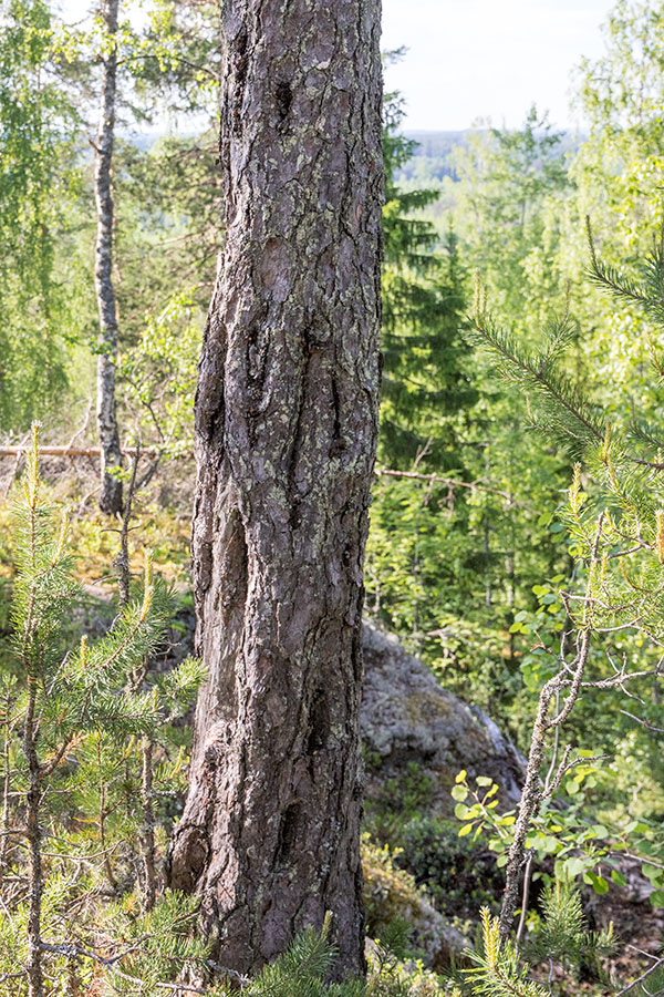 Pilkkavuori, Leppävirta