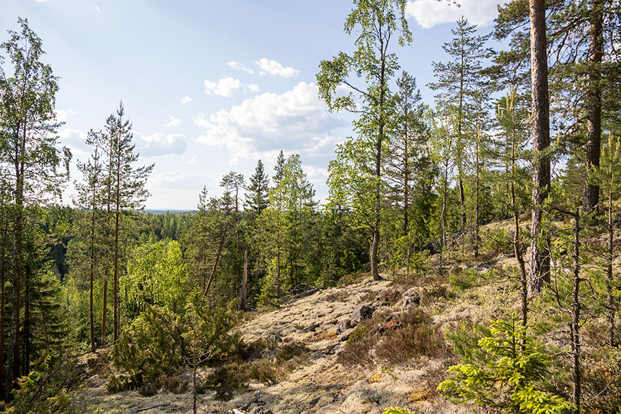 Pilkkavuori, Leppävirta