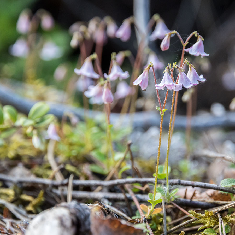 Pilkkavuori, Leppävirta