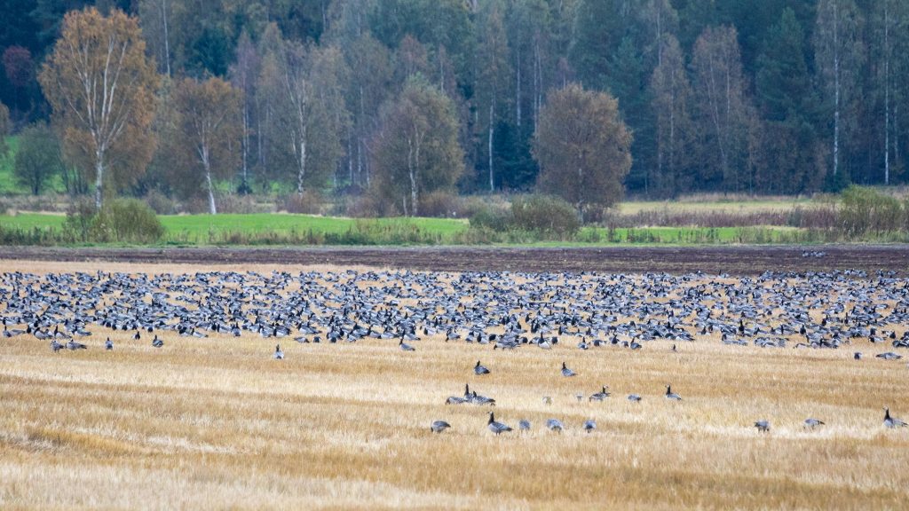 Valkoposkihanhi, Oravilahti, Rääkkylä