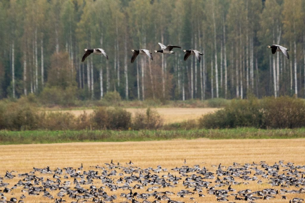 Valkoposkihanhi, Oravilahti, Rääkkylä