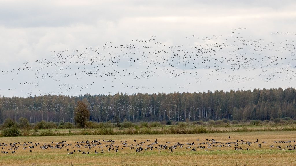 Valkoposkihanhi, Oravilahti, Rääkkylä