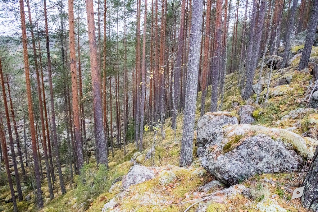 Vuorilammen rinne, Leväniemi, Jäppilä