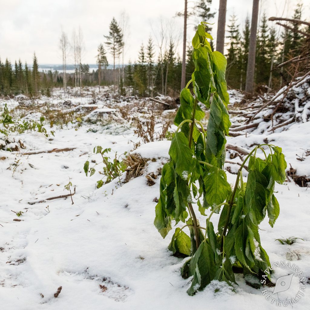 Vanuvuori, Kuopio