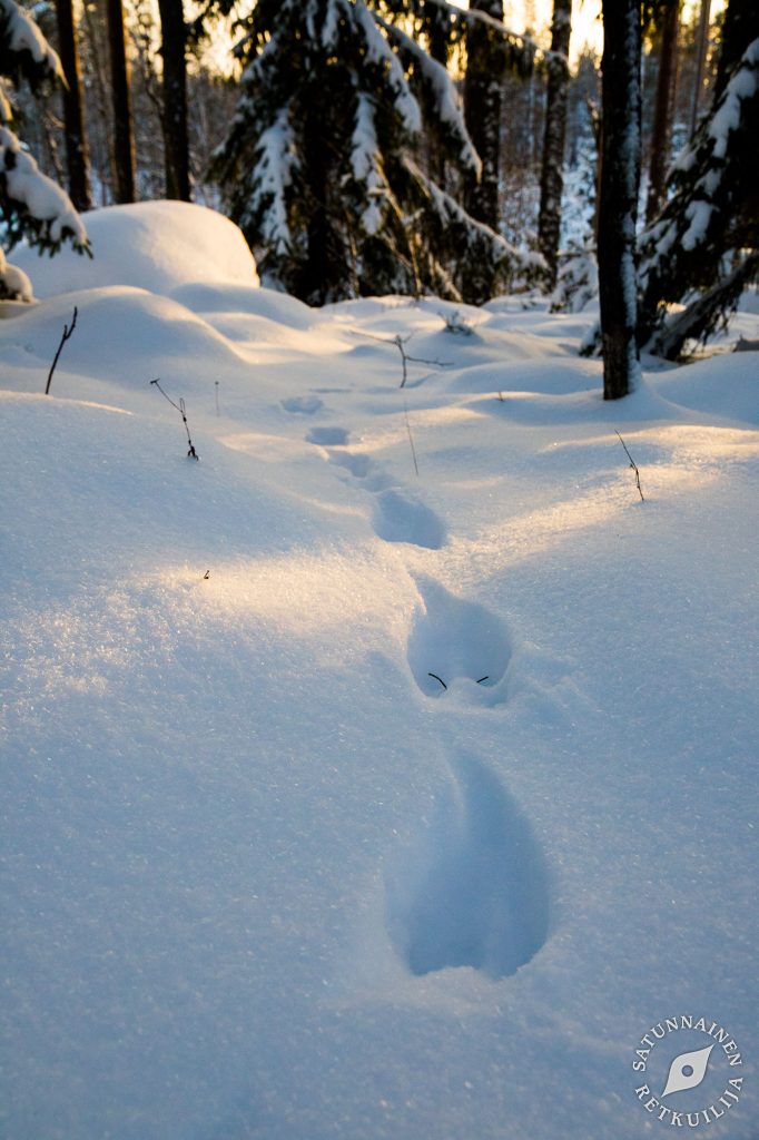 Leväniemi, Jäppilä