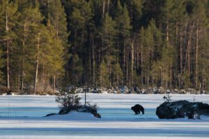 Unelmien kohtaaminen – ahma, Sorsavesi, Leppävirta