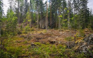 Tynnyrikivi kuvattuna hakkuaukealta.